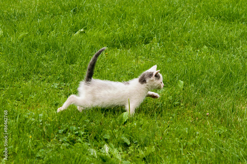 kitten in the  grass