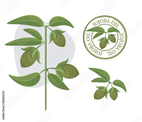 Jojoba