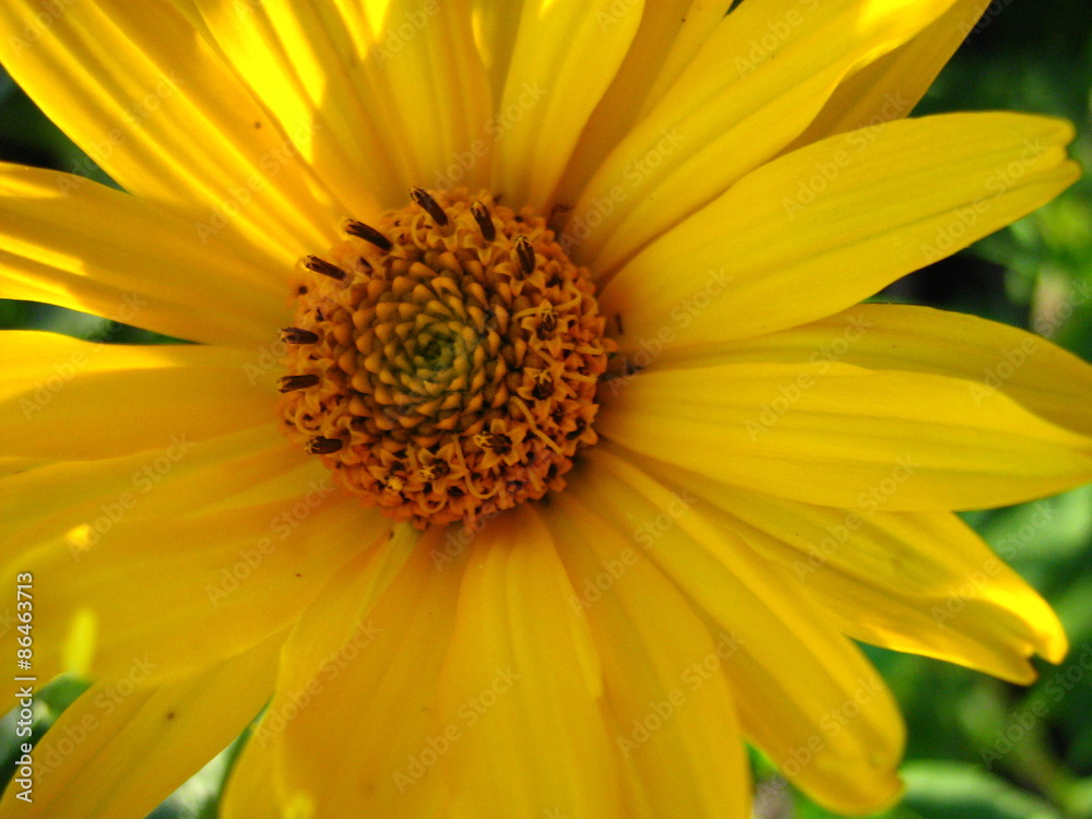 Sunflower Sunflower