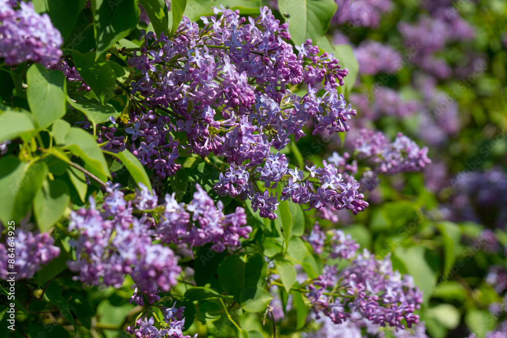 Fototapeta premium Blossoming pink lilac
