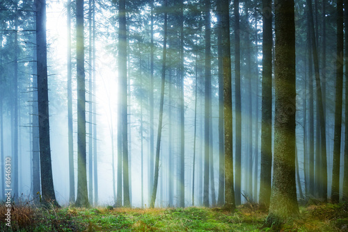 Sun shining through fog in the forest