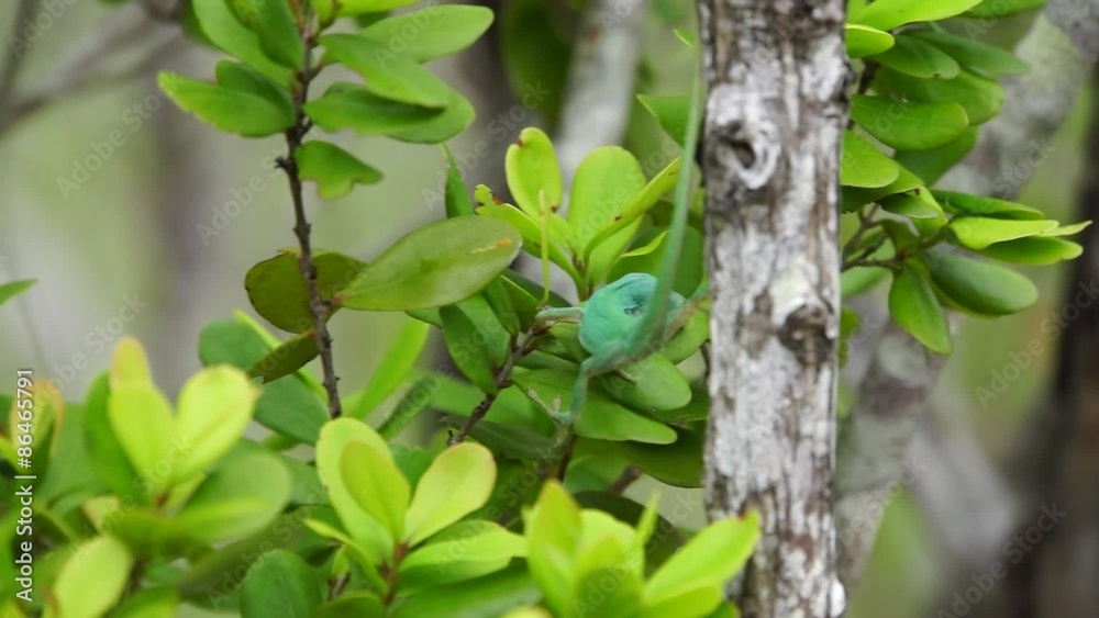 Grüner Anolis (Anolis carolinensis) Grüner Anolis (Anolis carolinensis)