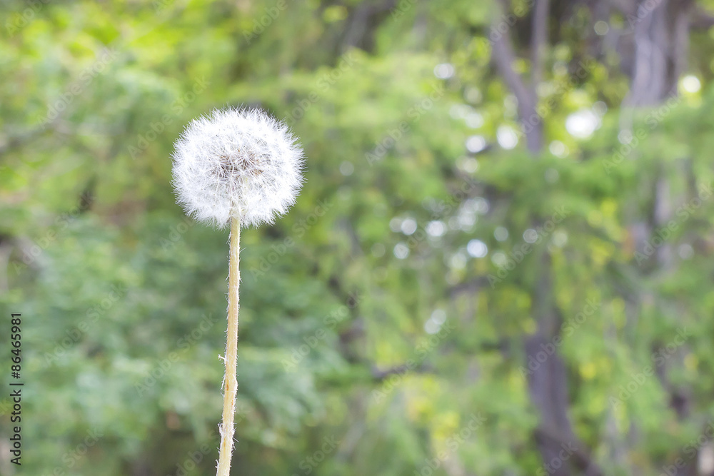 Isolated dandelion Isolated dandelion