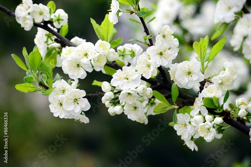 Plum white blossom and blue sky