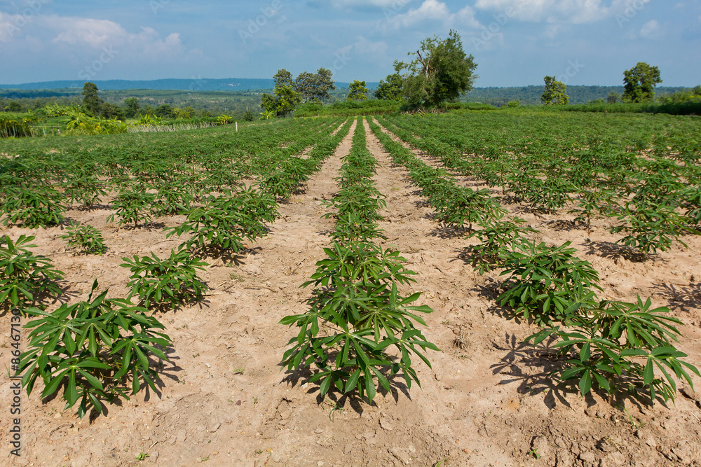 Cassava or manioc farmland agriculture plant field Cassava or manioc farmland agriculture plant field