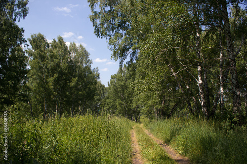 road in the woods along the beautiful young birch trees