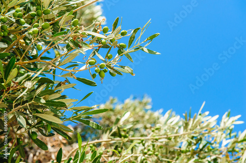 Wallpaper Mural Olives Torontodigital.ca