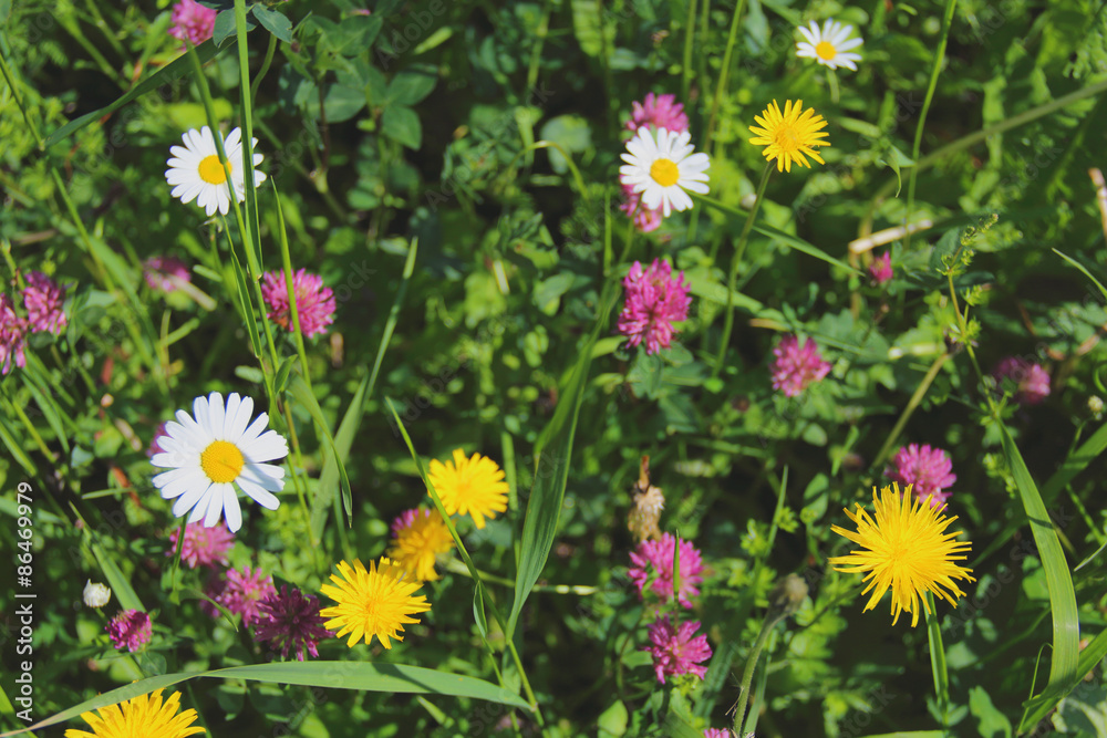 Fototapeta premium Flowering herbs in the green grass