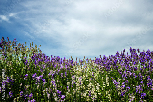 Meadow of lavender. Nature composition. Selective focus