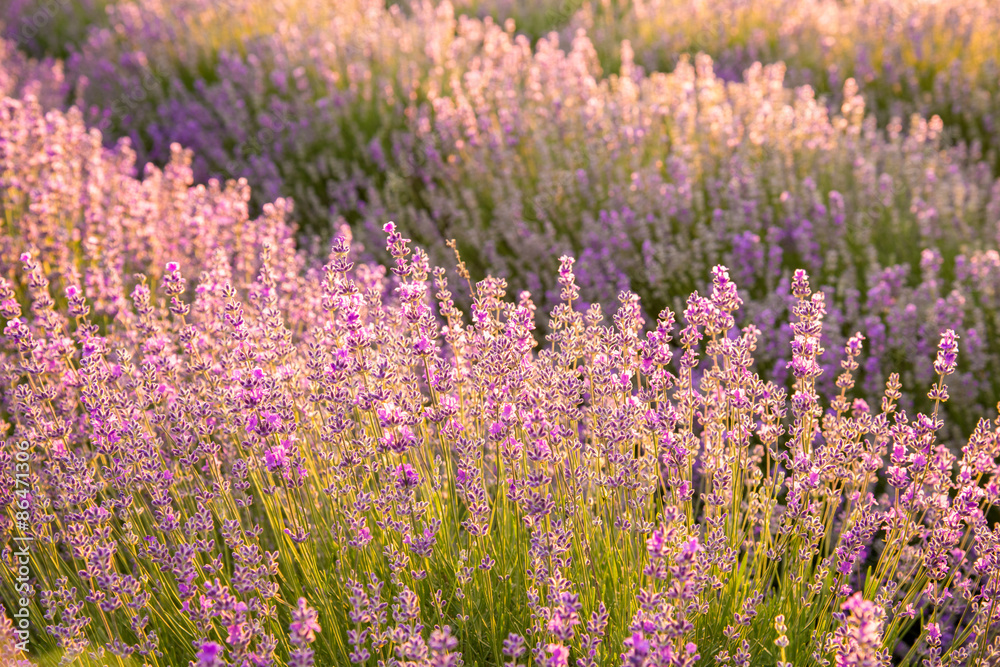Meadow of lavender. Nature composition. Selective focus Meadow of lavender. Nature composition. Selective focus