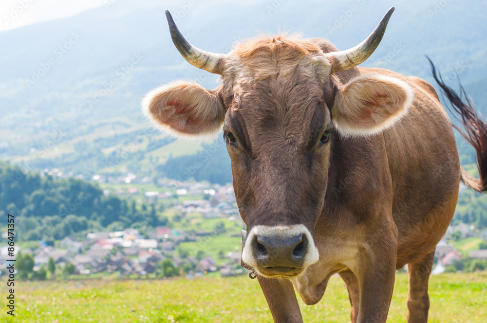 Funny cow on a green summer meadow. Blurred background Funny cow on a green summer meadow. Blurred background