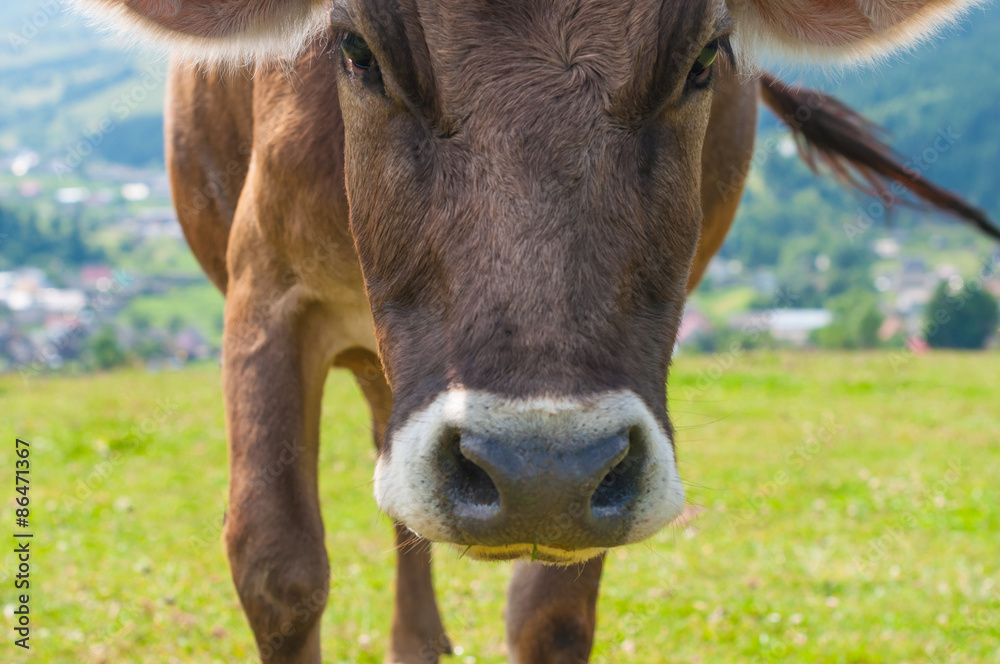 Funny cow on a green summer meadow. Blurred background