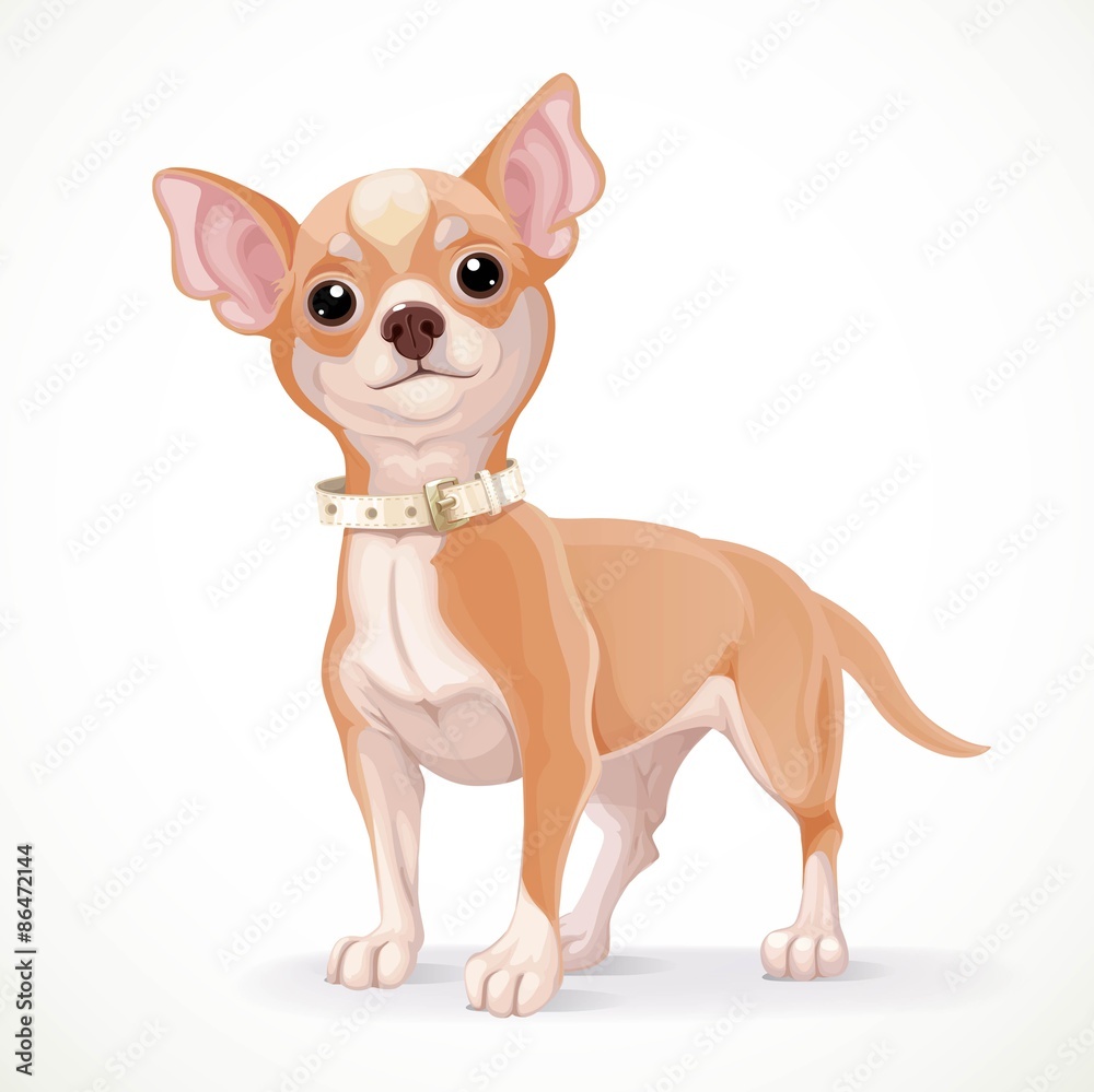 Cute little chihuahua dog vector illustration isolated on white