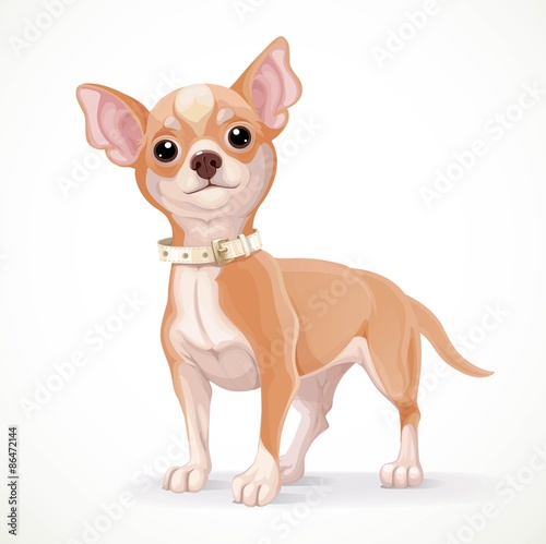 Cute little chihuahua dog vector illustration isolated on white © Azuzl