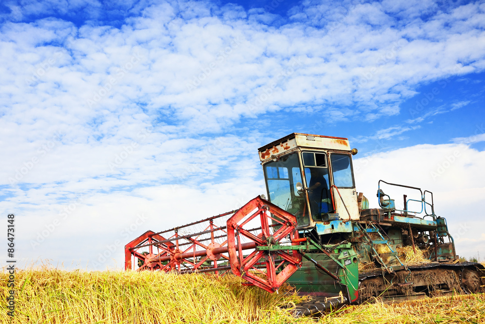 Fototapeta premium Ripe rice harvesting