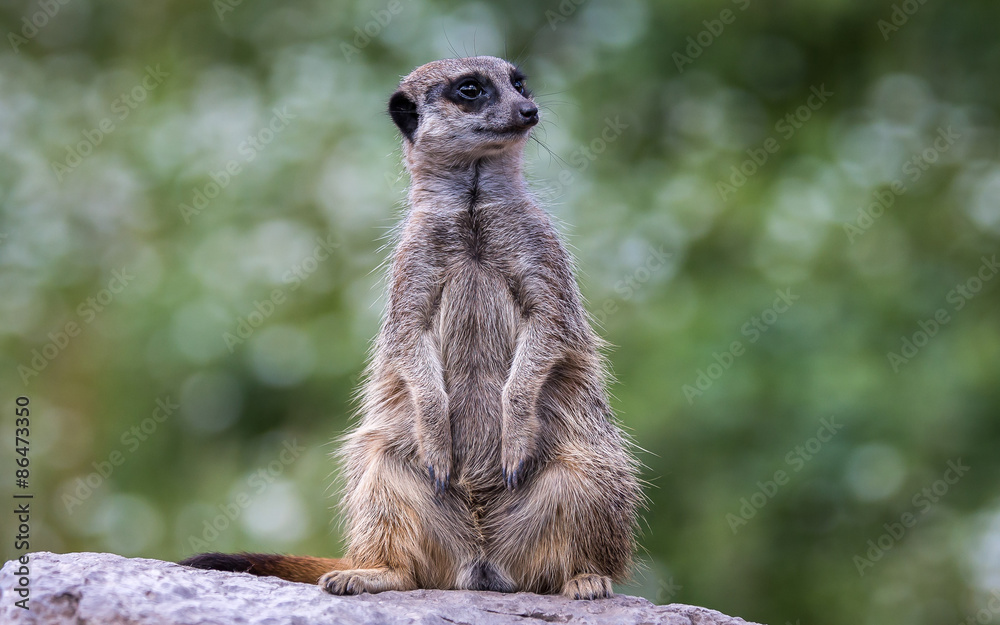Meerkat