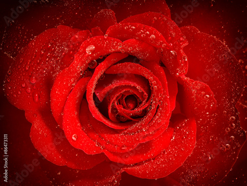 Red rose flower with water drops. Holidays greetings card
