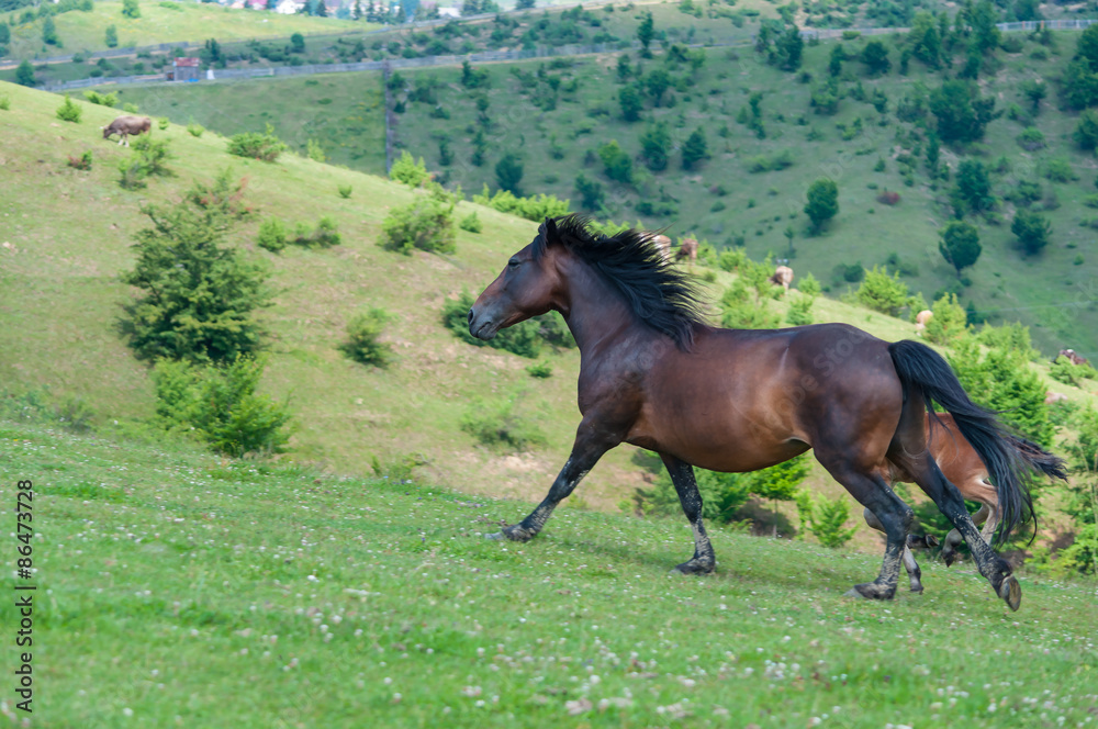 Wild stallion run on pasture at summer evening against mountains Wild stallion run on pasture at summer evening against mountains