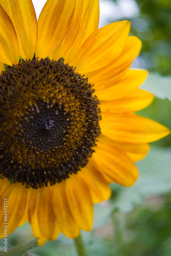 Obraz premium Sunflower