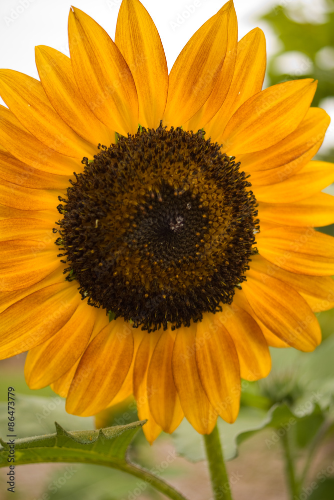 Obraz premium Sunflowers
