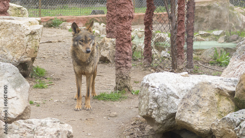 LOBO LOBOS PELAJE ESPA  A