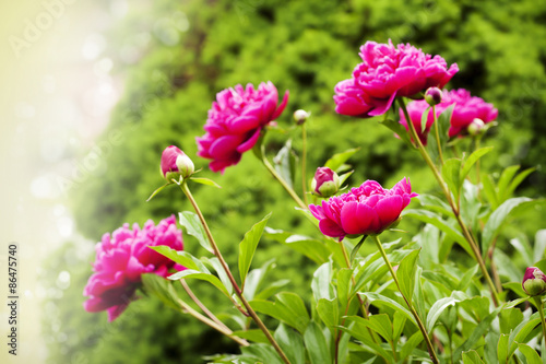 Beautiful Peonies on blurred garden background