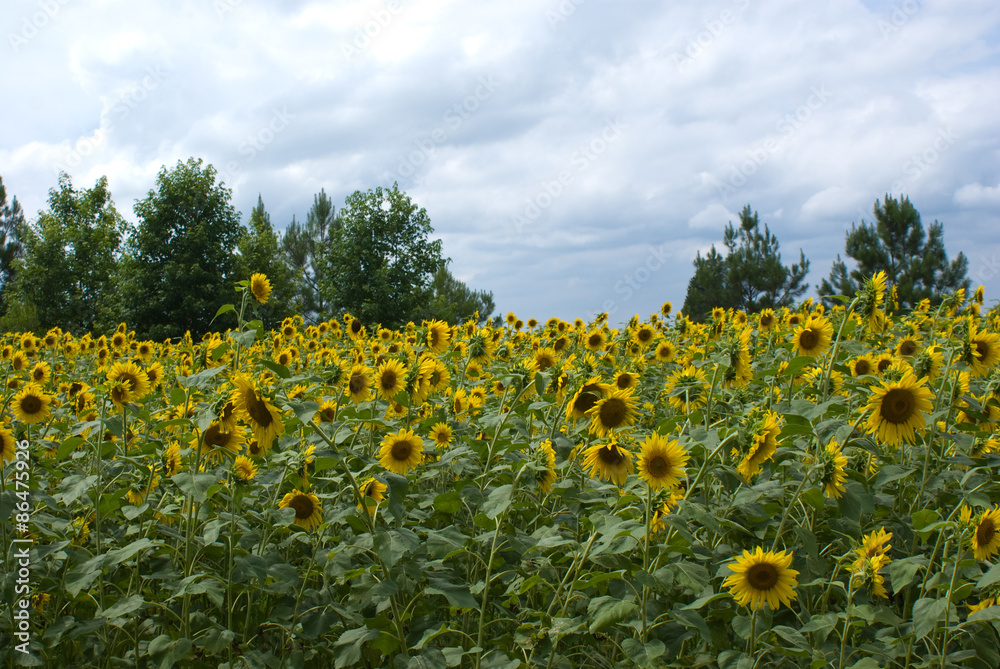 Fototapeta premium Sunflower Field