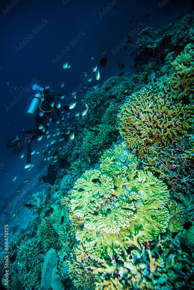 Fototapeta premium diver blue water scuba diving bunaken indonesia sea reef ocean