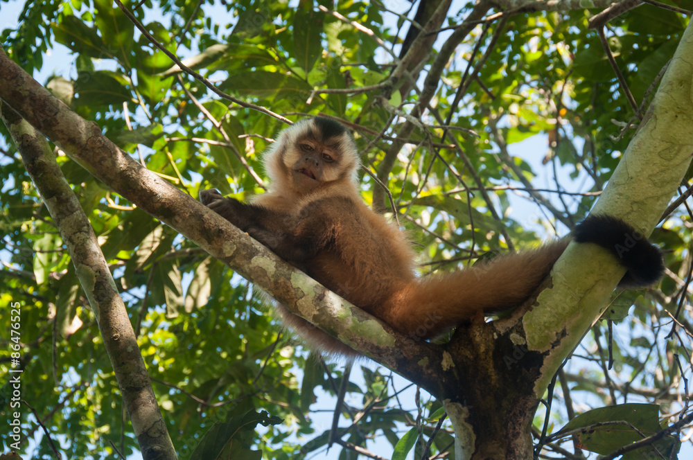 Fototapeta premium Small monkey in Bonito, Pantanal, Brazil