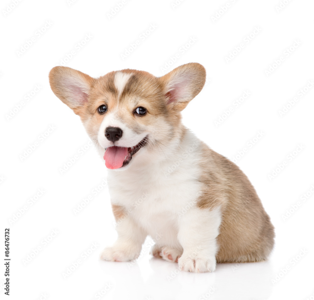 Pembroke Welsh Corgi puppy looking at camera. isolated on white