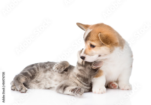cat playing with a dog. Isolated on white background