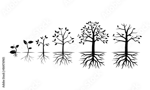 Tree Grow in Various Stage - Vector Illustration