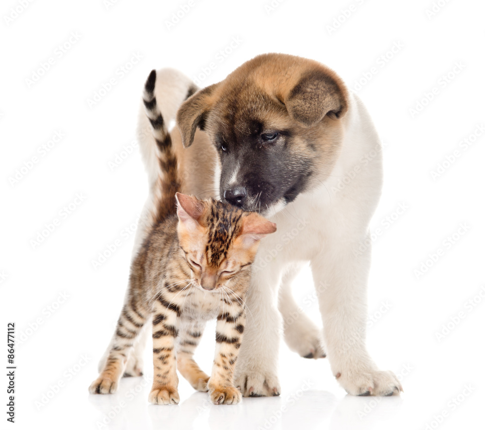Japanese Akita inu puppy dog kisses small bengal cat. isolated o Japanese Akita inu puppy dog kisses small bengal cat. isolated o