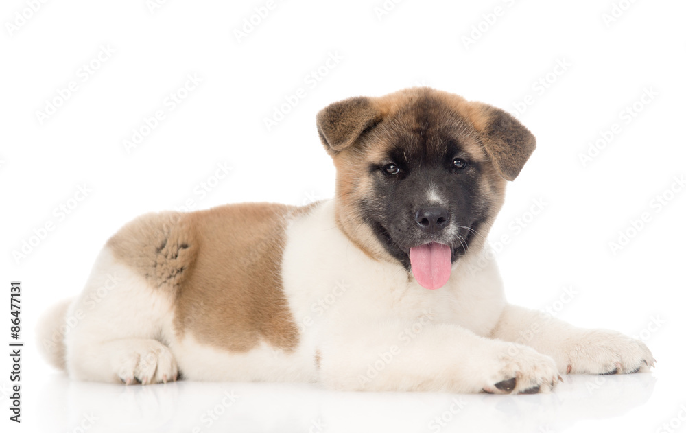 akita inu puppy dog lyiing in profile and looking at camera. iso akita inu puppy dog lyiing in profile and looking at camera. iso