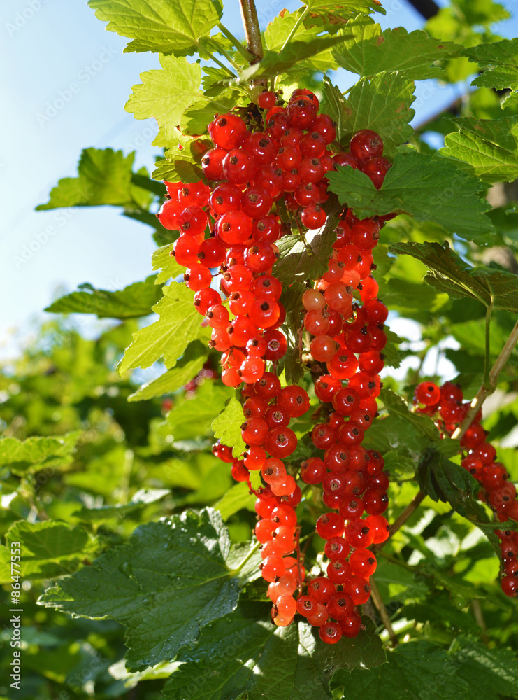 Red currant Red currant