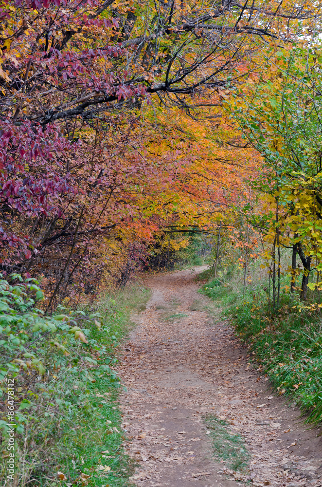 Naklejka premium Fall's colorful trees