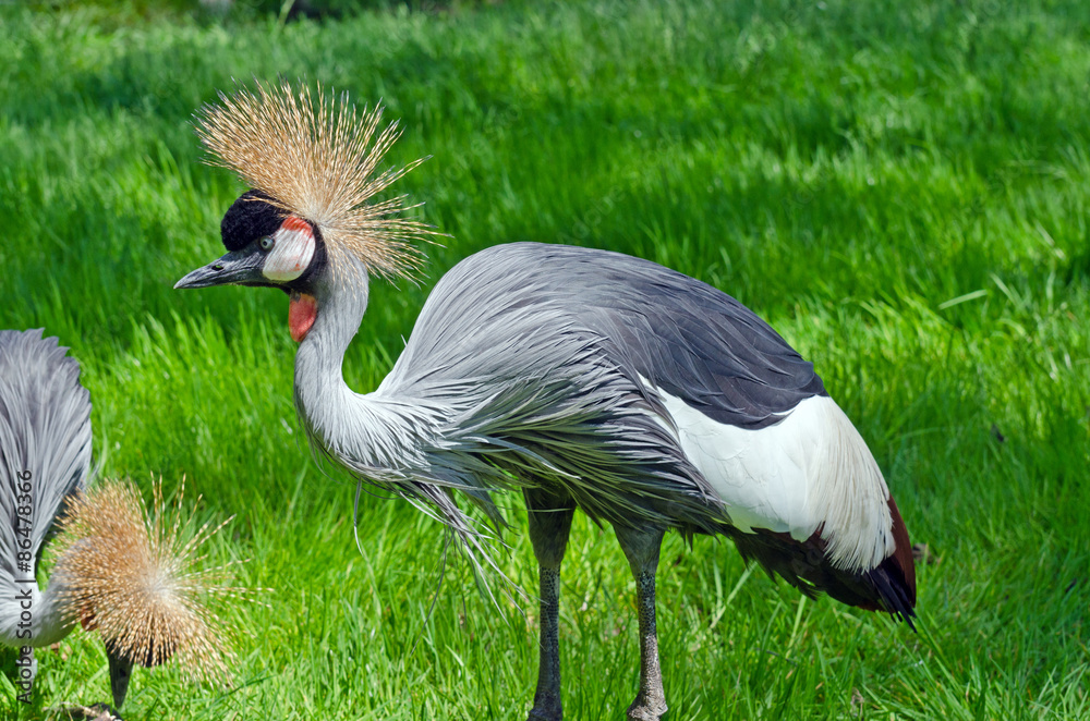 Fototapeta premium Crowned Crane