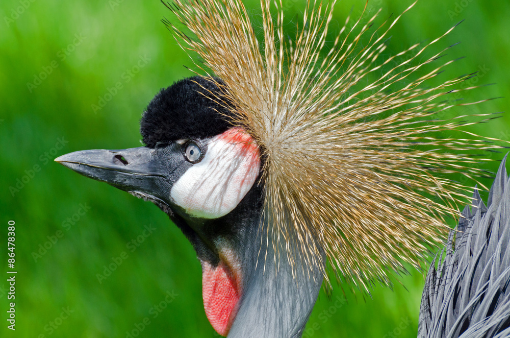 Fototapeta premium Crowned Crane