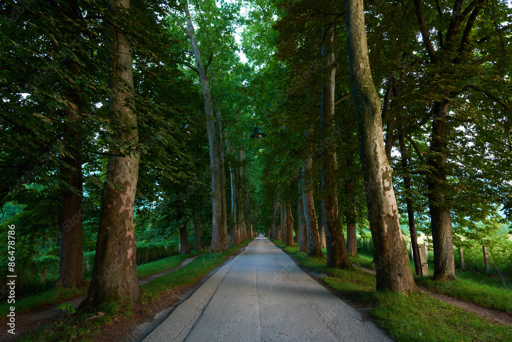 Obraz premium sunrise in alley