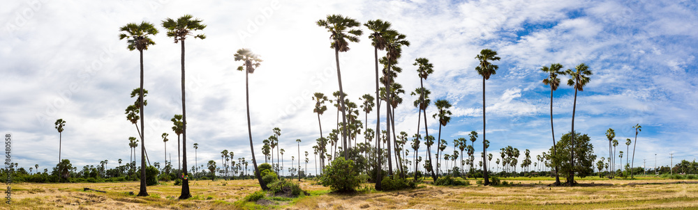 sugar palm and rice field with blue sky, Panorama