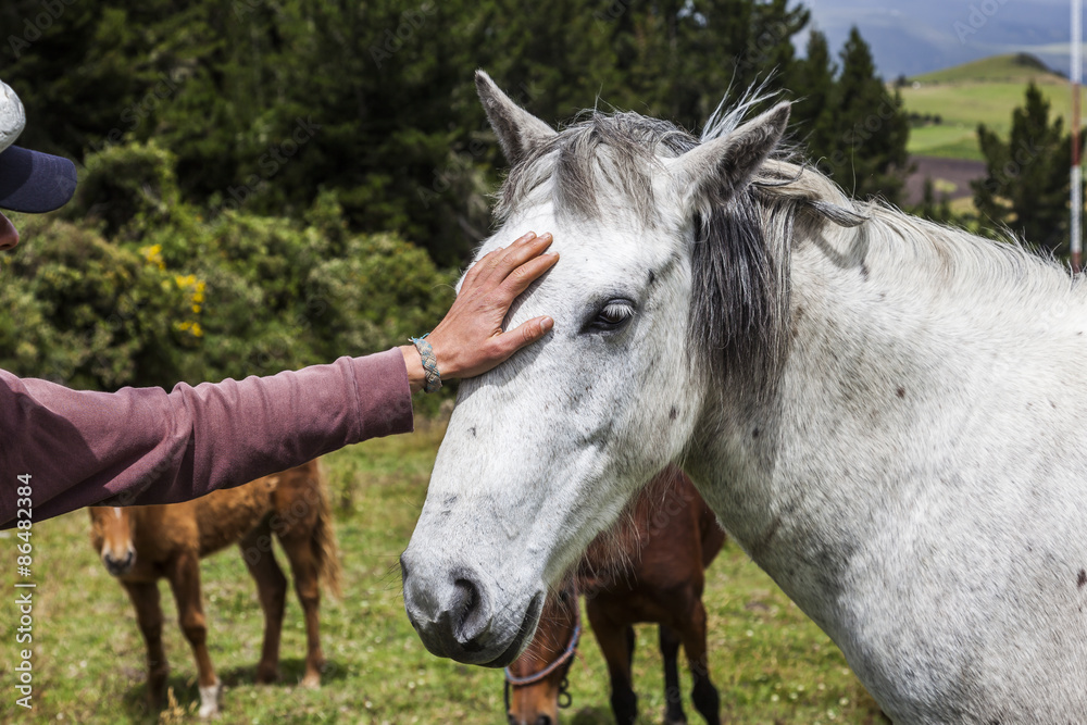 Horses grazing on the heights of the mountains of Ecuador Horses grazing on the heights of the mountains of Ecuador