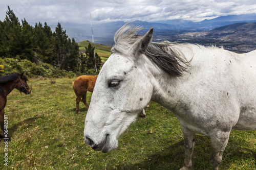 Horses grazing on the heights of the mountains of Ecuador
