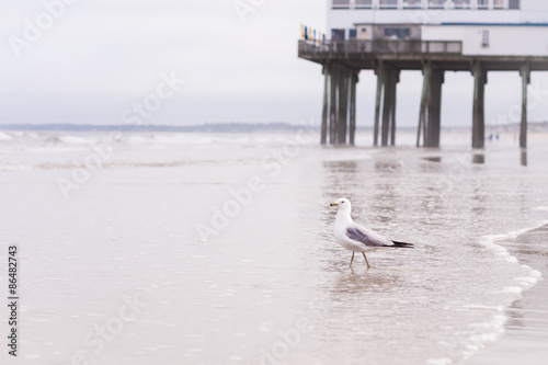 a seagull on a beach  photo