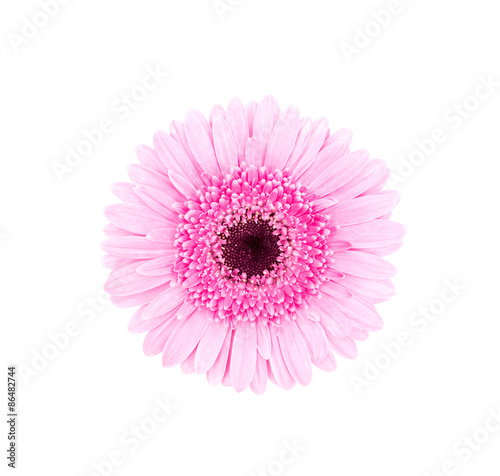 Pink african daisy isolated
