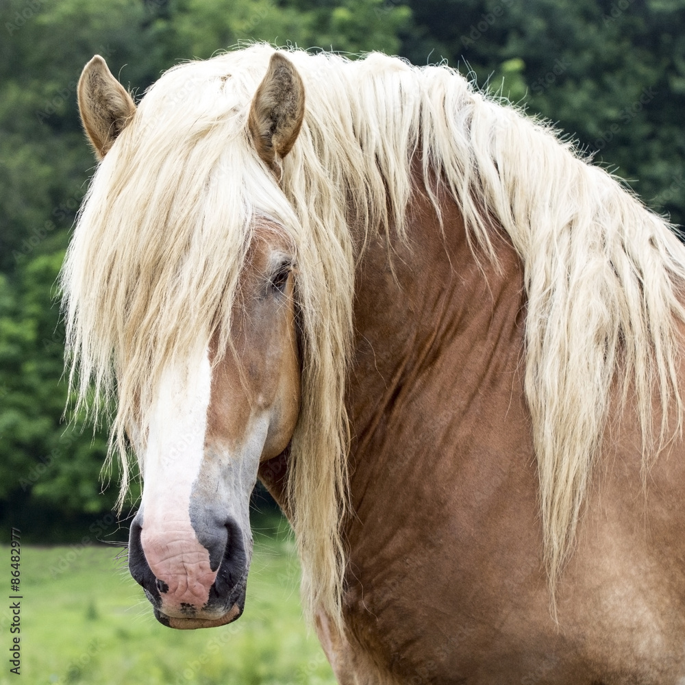 Fototapeta premium Draft horse head square