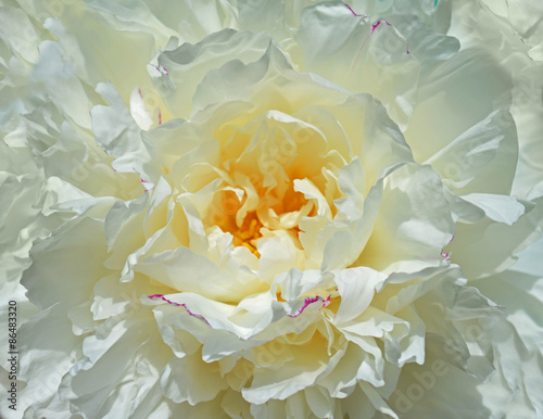Fototapeta Naklejka Na Ścianę i Meble -  White peony
