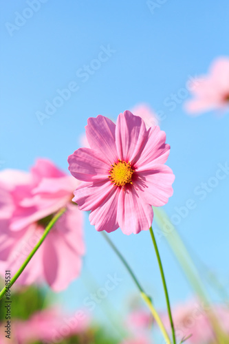 cosmos flowers against the sky with color filter.