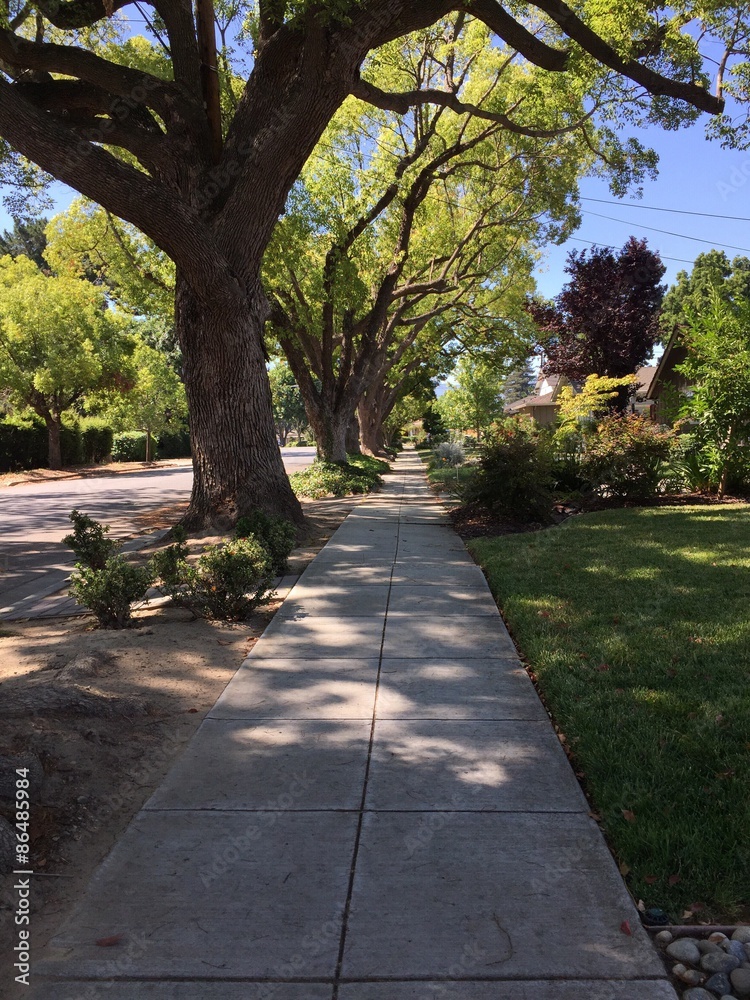 Fototapeta premium tree-lined street