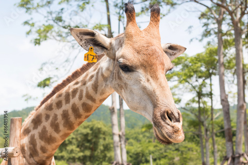 Fototapeta Naklejka Na Ścianę i Meble -  giraffe on a farm in Thailand 
