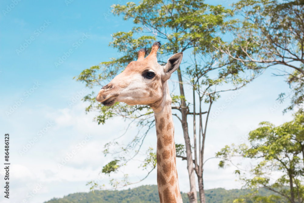 Obraz premium giraffe on a farm in Thailand